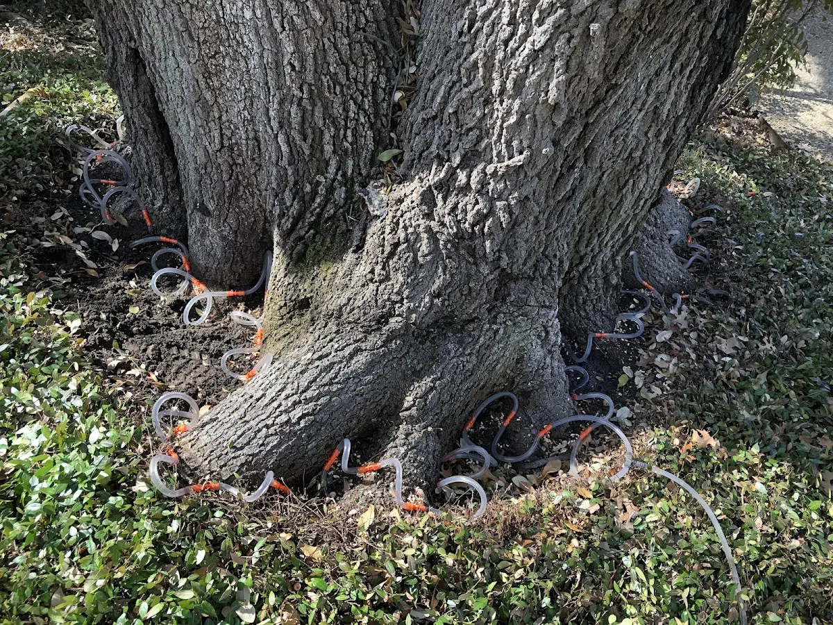 Detailed Tree Cabling and Bracing job site in Boyes Hot Springs