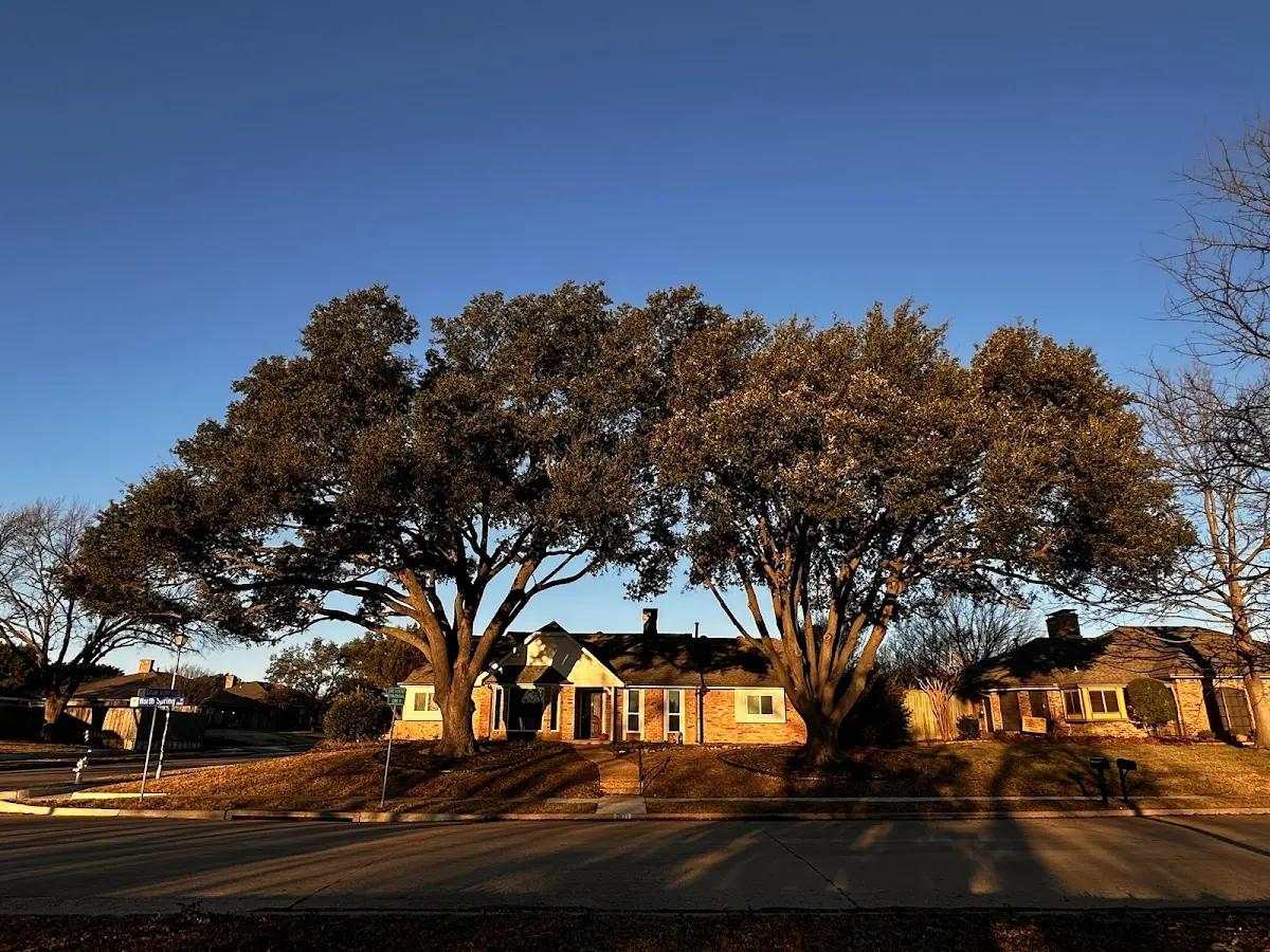 Established residential canopy tree shading a home in Boyes Hot Springs